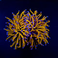 EUPHYLLIA GLABRESCENS GOLD TORCH GRADE A