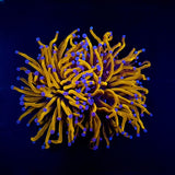EUPHYLLIA GLABRESCENS GOLD TORCH GRADE A