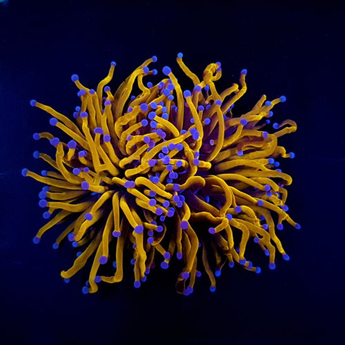 EUPHYLLIA GLABRESCENS GOLD TORCH GRADE A