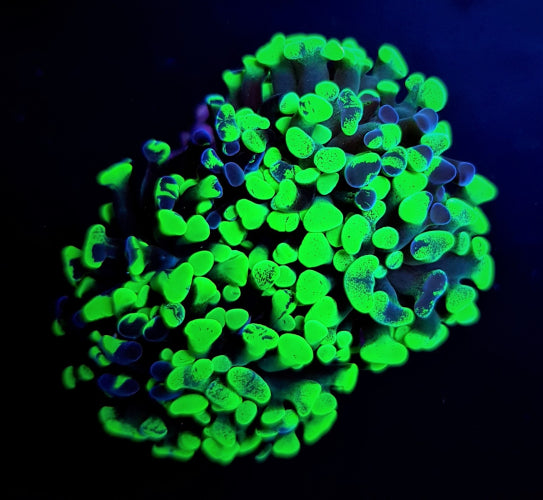EUPHYLLIA PARAANCORA GREEN ULTRA 1 CALICE