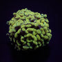 EUPHYLLIA PARAANCORA YELLOW GOLD WYSIWYG