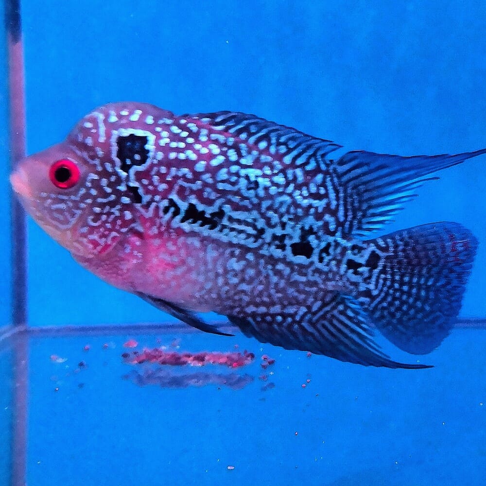 FLOWERHORN