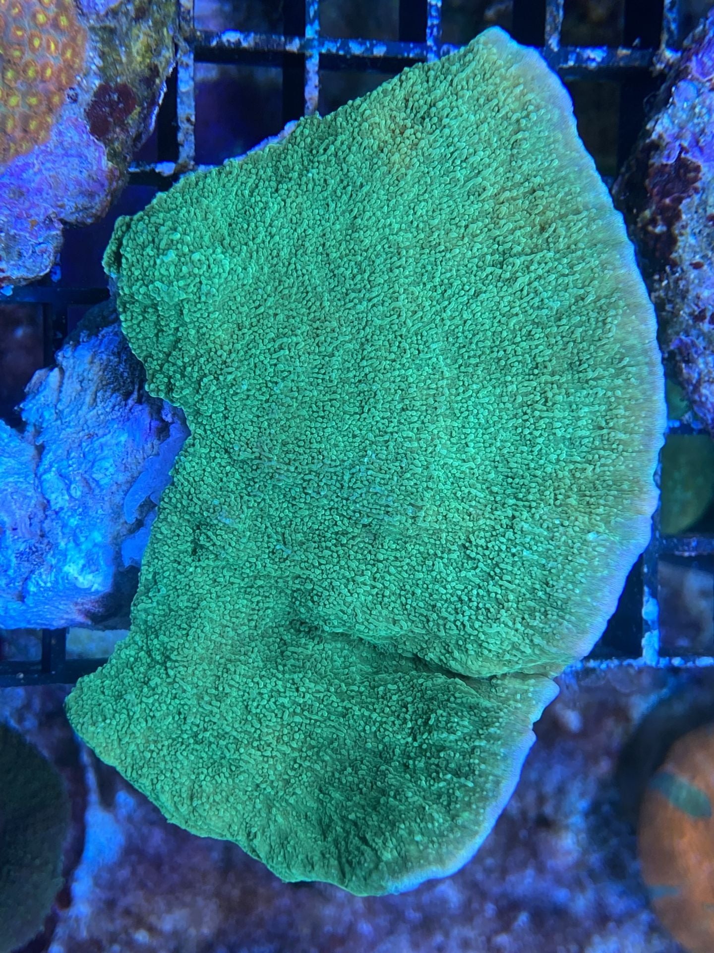 MONTIPORA FOLIOSA