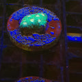 FAVITES PREMIUM FRAG