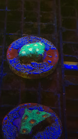 FAVITES PREMIUM FRAG