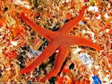 FROMIA ELEGANS