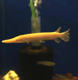 ATRACTOSTEUS SPATULA ALBINO SMALL 8CM