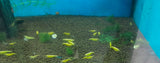 CARIDINA YELLOW FIRE NEON