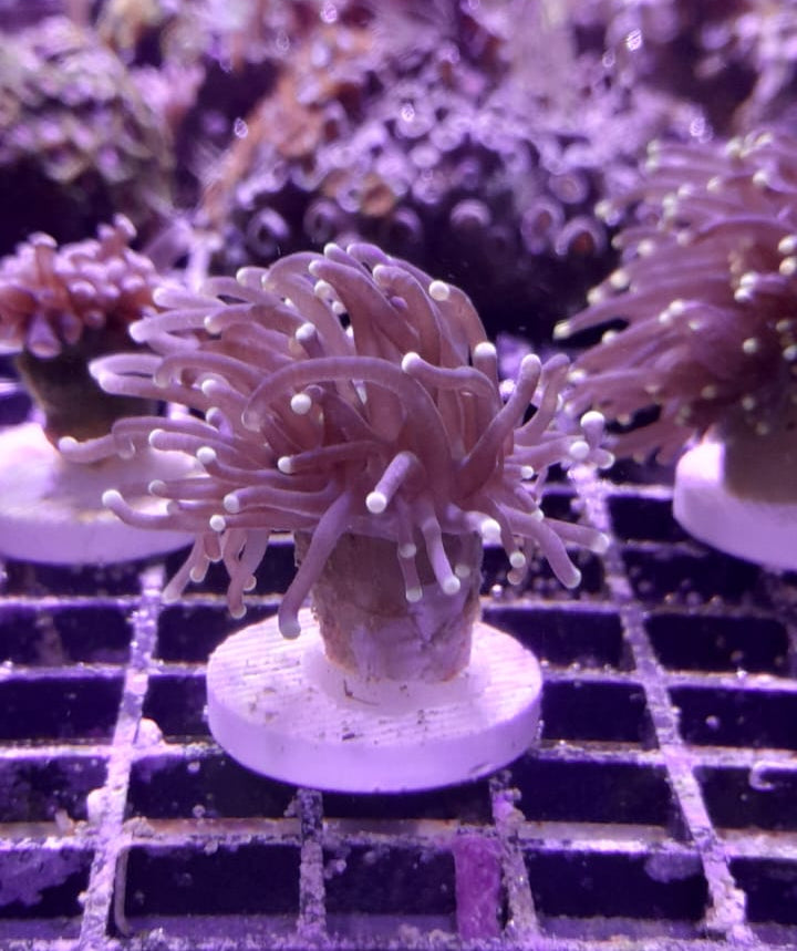 EUPHYLLIA GLABRESCENS YELLOW GREEN TIPS