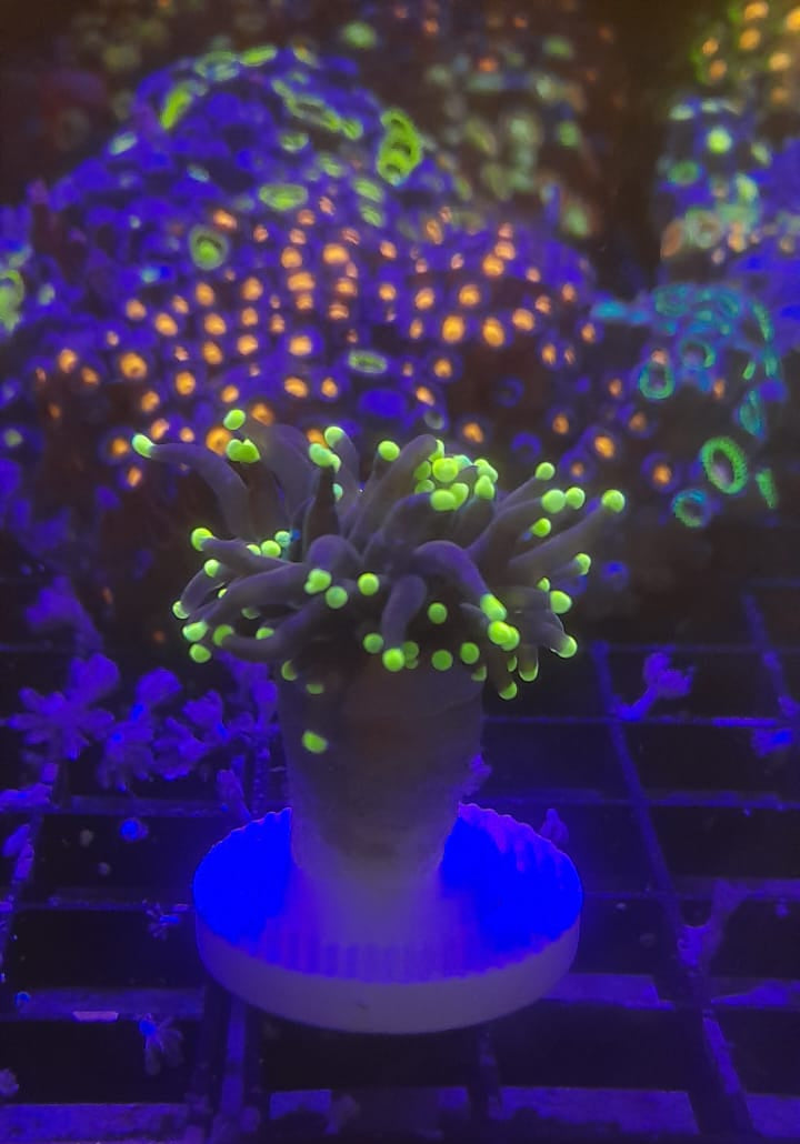 EUPHYLLIA GLABRESCENS YELLOW GREEN TIPS
