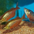 GLOSSOLEPIS INCISUS