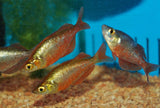 GLOSSOLEPIS INCISUS