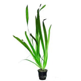 AQUAFLEUR PIANTE - VALLISNERIA GIGANTEA