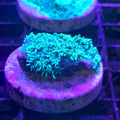 GONIOPORA GREEN FRAG