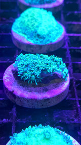 GONIOPORA GREEN FRAG