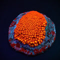 GONIOPORA MINOR MICKEY MOUSE
