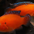 HEMICHROMIS EXSUL