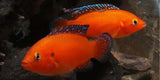 HEMICHROMIS EXSUL