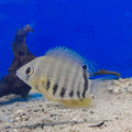 HEROS ROCKTAIL 4-5CM