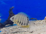 HEROS ROCKTAIL 4-5CM