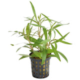 AQUAFLEUR PLANTS - HYGROPHILA LANCEA
