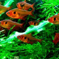 HYPHESSOBRYCON SWEGLESI