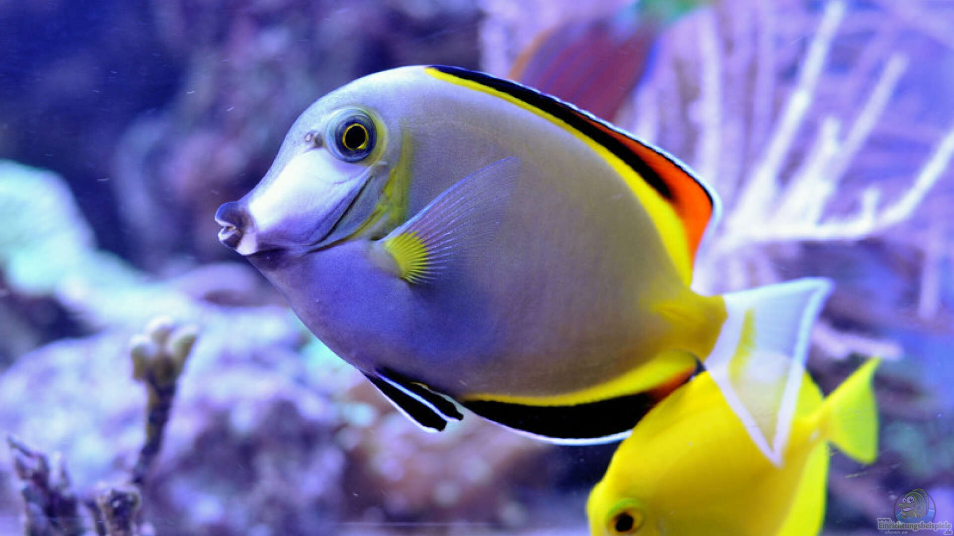 ACANTHURUS JAPONICUS