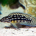 JULIDOCHROMIS MARLIERI ZAMBIA 5-6