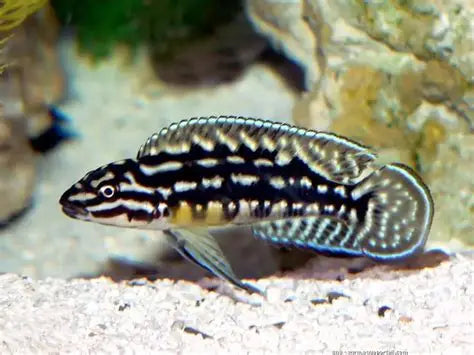 JULIDOCHROMIS MARLIERI ZAMBIA 5-6