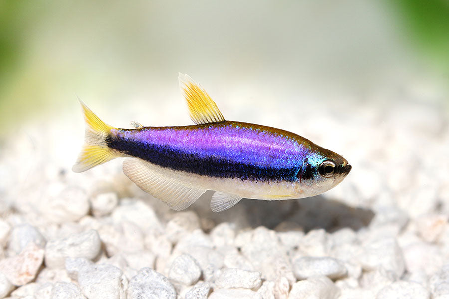 IMPAICHTIS KERRY BLU