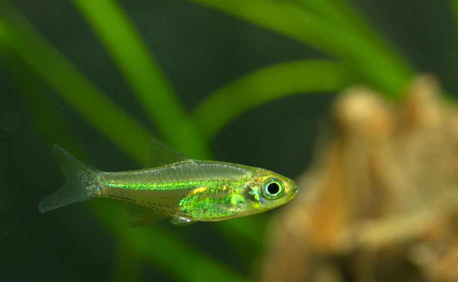 MICRORASBORA KUBOTAI