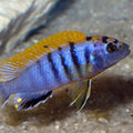LABIDOCHROMIS SP.
