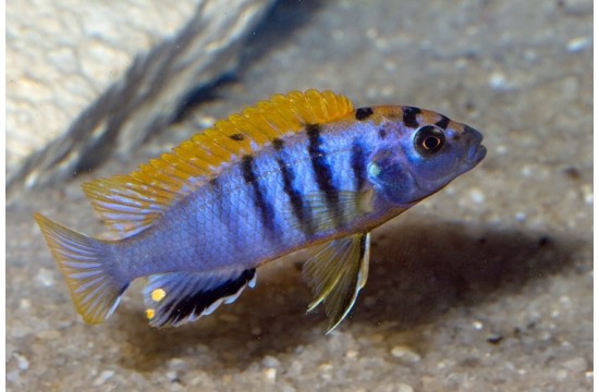 LABIDOCHROMIS SP.