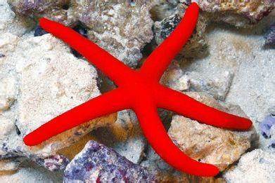 LICKIA ROSSA