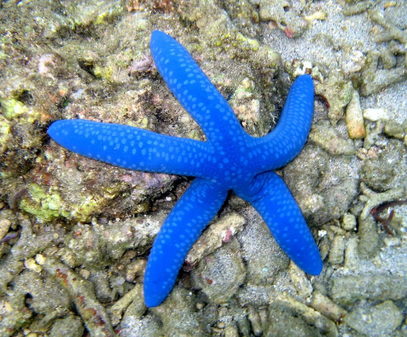 LINCKIA ROSSA / BLU