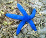 LINCKIA ROSSA / BLU