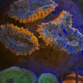 LOBOPHYLLIA SPLIT COLOR