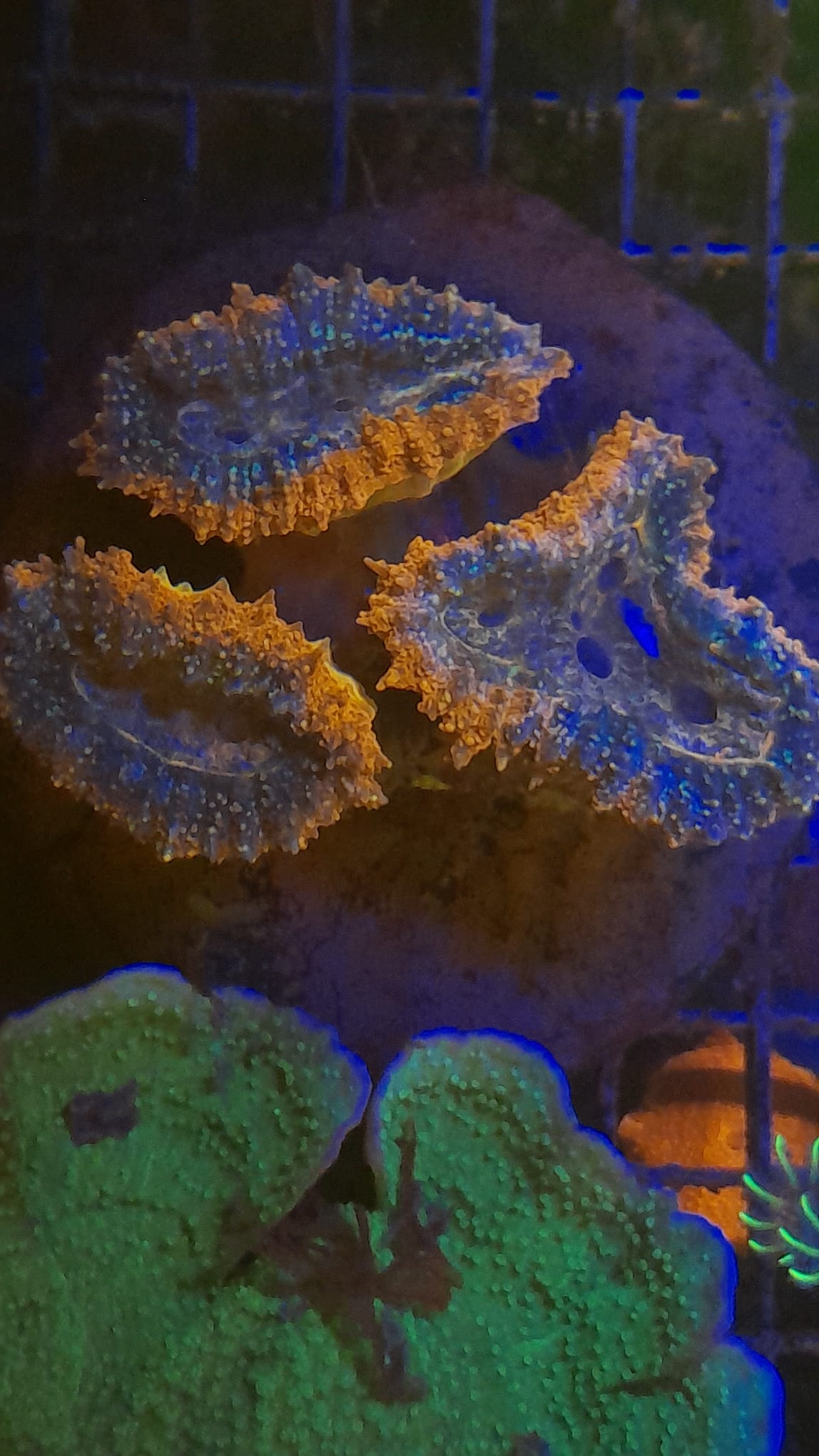 LOBOPHYLLIA SPLIT COLOR