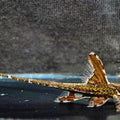LORICARIA FILAMENTOSA