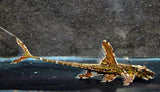 LORICARIA FILAMENTOSA