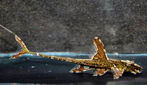 LORICARIA FILAMENTOSA