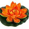 DieDarkan - Lotus In Plastica Large