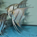 PTEROPHYLLUM MANACAPURU
