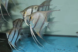 PTEROPHYLLUM MANACAPURU