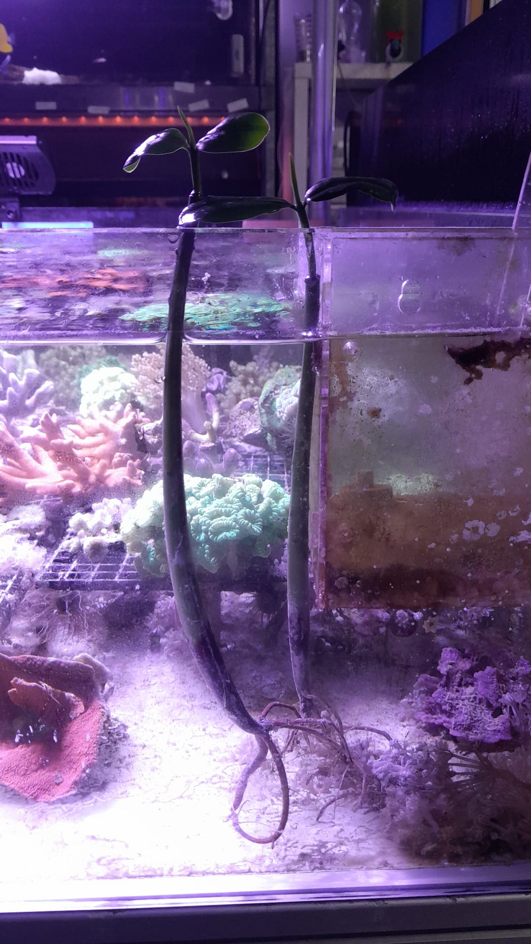 MANGROVIA ACQUA SALATA