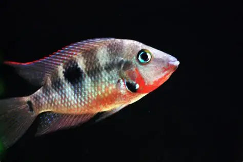 THORICHTHYS MEEKI