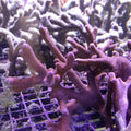 MONTIPORA DIGITATA