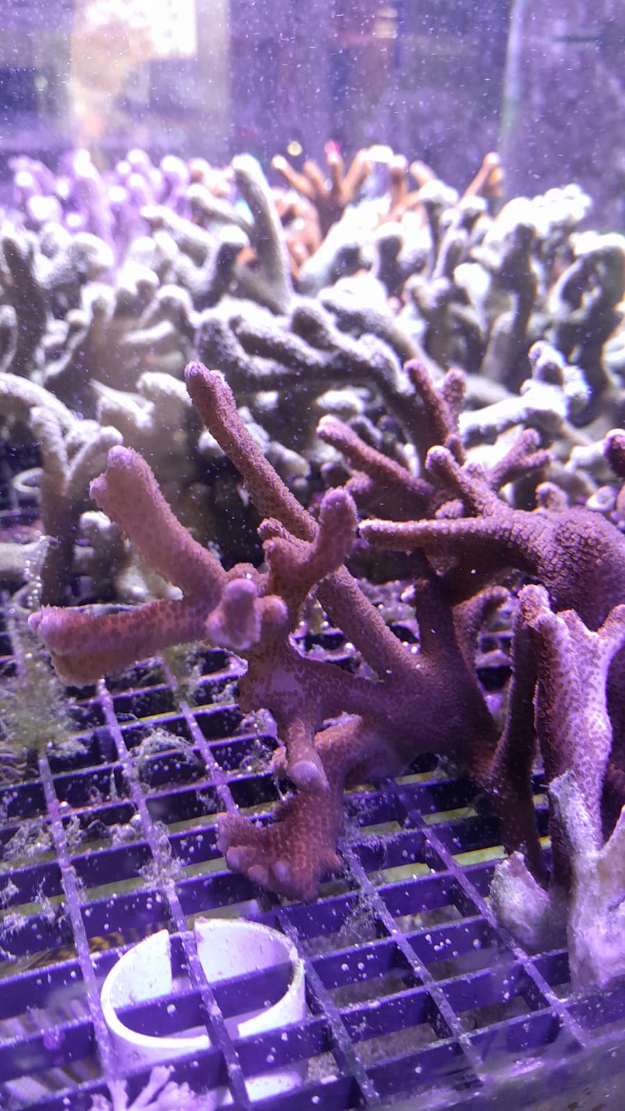 MONTIPORA DIGITATA