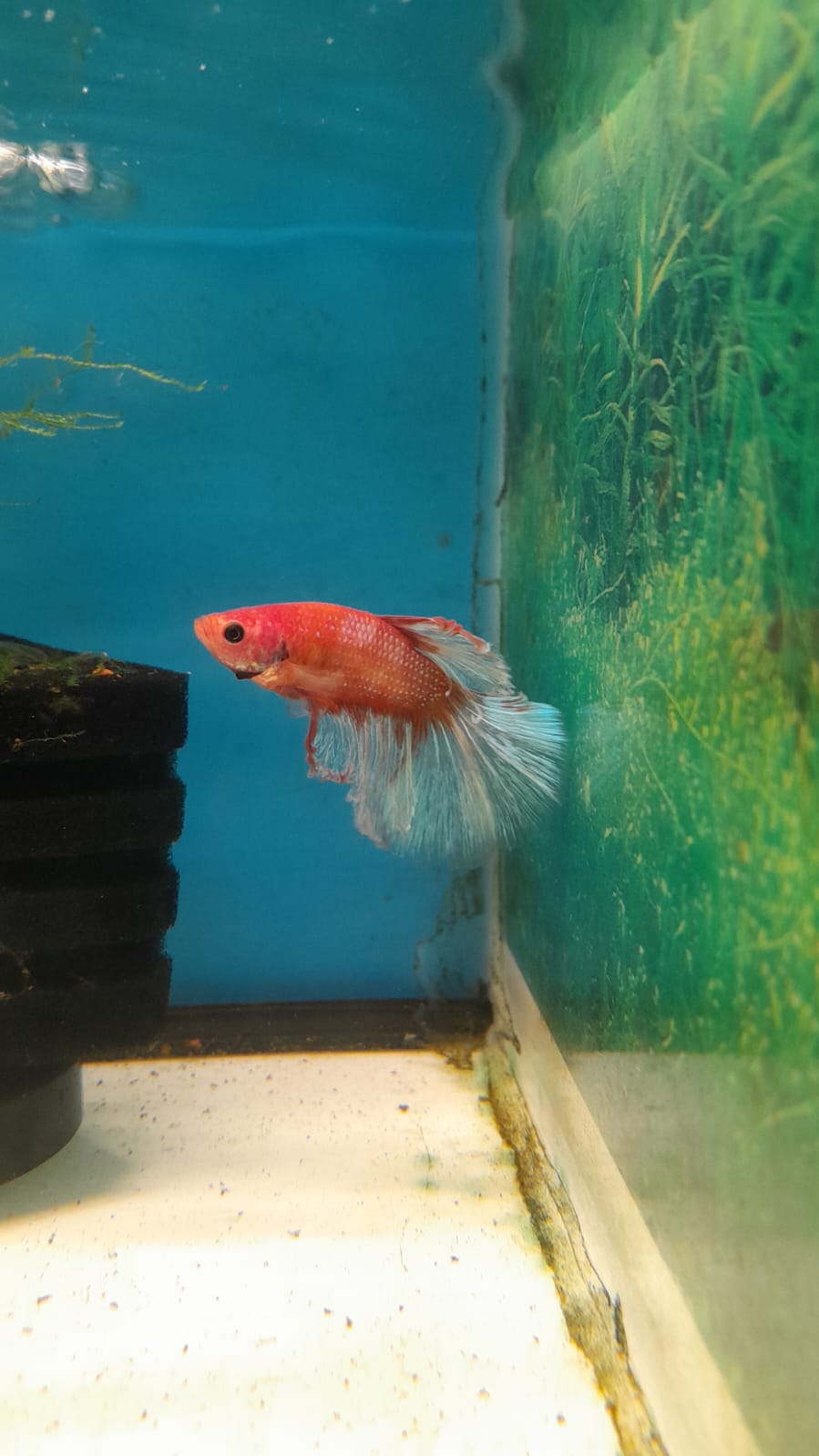 BETTA SPLENDENS MULTICOLOR #14