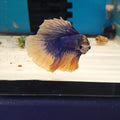5- BETTA MUSTARD BLU